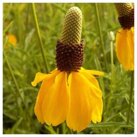 Everwilde Farms - 1/4 Lb Long-Headed Coneflower Native Wildflower Seeds - Gold Vault