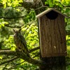 Outer Trails Japanese Cedar Wooden Owl Houses, Bark Front
