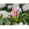 Live Plant from Green Promise Farms - Rhododendron cat. Cunninghams