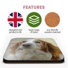 Great Single Coaster Square - Welsh Springer Spaniel Dog Puppy