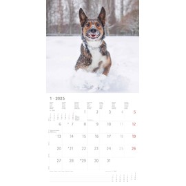 Funny Dogs 2025 Brochure Calendar 30 x 30 cm (30 x 60 Open) - Calendar with Space for Notes - Dogs - Picture Calendar - Wall Calendar - Dog Calendar