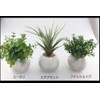 Cute Round Photocatalyst Houseplant