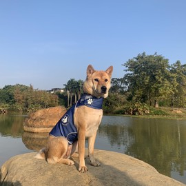 DAJIDALI Customizable Dog Shirts: Dog Anxiety Jacket - Thunder Calming Shirt, Surgery Recovery Suit, Quiet Ear Muffs, Scarf, Belly Strap, Backpack All-in-One Pet Apparel Blue M