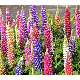 TomorrowSeeds - Russell Mix Lupine Seeds - 100+ Count - for 2025 Planting Lupinus Rainbow Lupin Large Leaf Bluebonnet Cold Hardy Perennial USA Garden Flower Grow Your Own Home Farm Patio Healthy