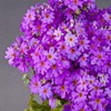 Outsidepride Lavender Fairy Primrose Seeds - 2000 Pcs Perennial, Hardy,