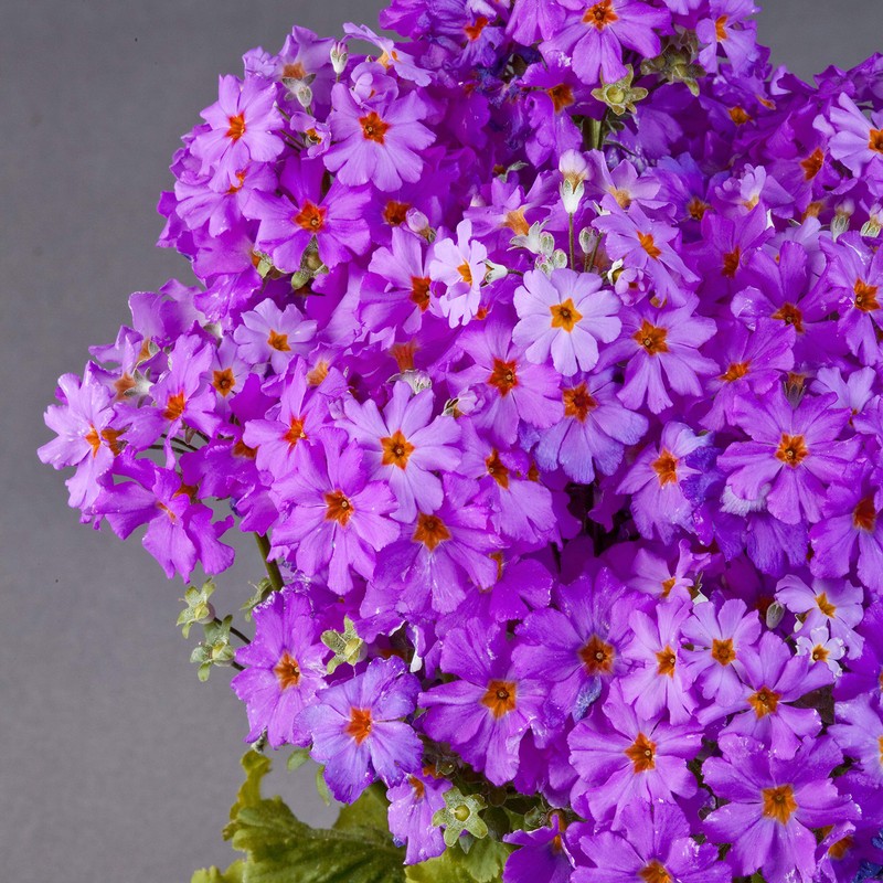 Outsidepride Lavender Fairy Primrose Seeds - 2000 Pcs Perennial, Hardy,