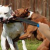 Pitbull Dog Break Stick Skid Plate Dog No Bite Sticks