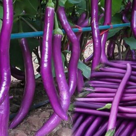 Nygardenia 350pcs Long Purple Eggplant Seeds - Heirloom Variety, Non-GMO Vegetable Seed.