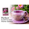 Aster Powderpuff Mix Flower Seeds