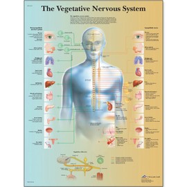 3B Scientific VR1610L Glossy Laminated Paper The Vegetative Nervous System Anatomical Chart, Poster Size 20" Width x 26" Height