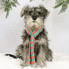 Charity Christmas Cards Box of 20 - Festive Driving Dogs - 10 Cards Each of 2 Designs - Made in the UK - Eco-Friendly