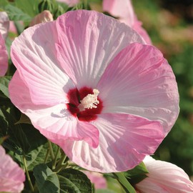Outsidepride Hibiscus Luna Pink Swirl Flower Seeds - 10 Seeds