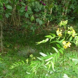 Sharons Florida Privet Wild Sensitive Plant Seeds (Senna ligustrina)  30 Seeds