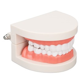 Dental Disease Caries Teeth Model Resin Simulation Teaching Prop Dental Teeth Model for Patient Student Education