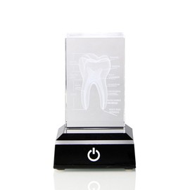 RANJOVER Human Tooth Crystal Model, Etched Anatomical Model, Engraved Oral Dentistry for Office Decoration Dentist Gifts Easy Install