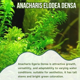 Mainam Anacharis Elodea Densa Tropical Freshwater Live Aquarium Plant Decorations (12 Pack)