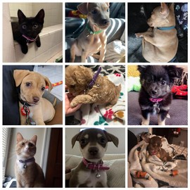 Hot Pink XXS Dog Collar with Bell Girls PU Leather Puppy Collar with Bell Adjustable Buckle Cat Kitten Collars for XXsmal XS Tiny Little Extra Small Breed Pets Female Pets Like Chihuahua, XX-Small