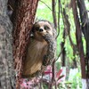 CHEOTIME Sloth Tree Hugger, Outdoor Tree Decorations Statue Hanging Outdoor