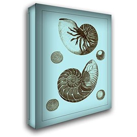 ArtDirect Vision Studio 20x24 Gallery Wrapped Canvas Museum Art Titled: Tinted Shells on Aqua I