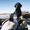 Browning Camo Neoprene Dog Vests, Full Coverage Hunting Dog Vest