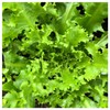 Everwilde Farms - 1 Oz Green Curled Ruffec Endive Seeds