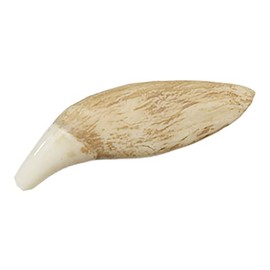 Grizzly Bear Tooth (Museum Quality Replica)