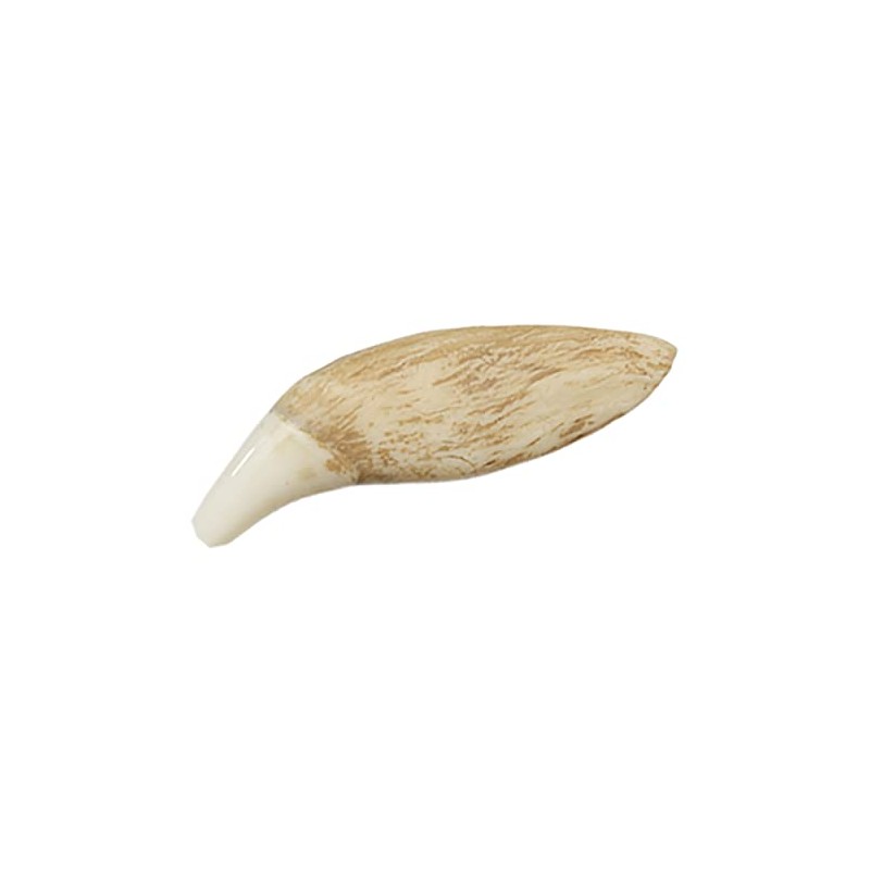 Grizzly Bear Tooth (Museum Quality Replica)