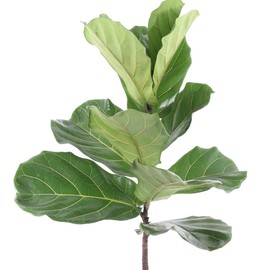United Nursery Fiddle Leaf Fig – Ficus Lyrata Standard Tree in 10” Grower Pot – 24–34 Inches Tall – Upright Indoor Plant with Large Green Leaves – Easy-Care Tropical Houseplant for Home or Office