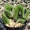Opuntia subulata cristata Snow Ridge Cacti Cactus Succulent Real Live