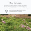 Evan Healy Rose Geranium Hydrosoul |Copper Distilled Hydrosol Gentle and