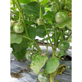 Mai's Family GREEN THAI EGGPLANT Seeds, PETCH SIAM, HẠT CÀ DĨA VN, MATTI, [Mai's Family] - 100+