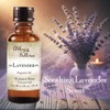 Abbey & Sullivan Fragrance Oil, Lavender, 1 oz.
