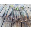 10 LIVE Mangroves - Red Mangrove Seedlings - Filtration, Aquarium,