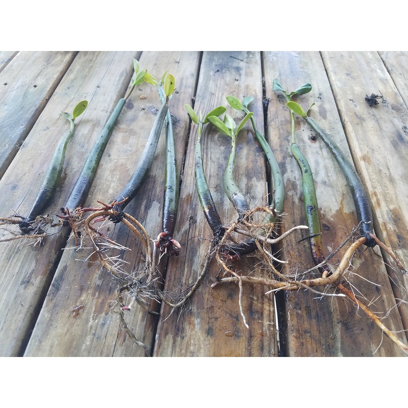10 LIVE Mangroves - Red Mangrove Seedlings - Filtration, Aquarium,