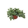 White Fittonia - 6" from California Tropicals