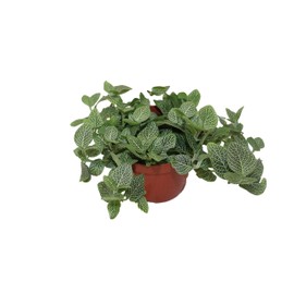 White Fittonia - 6" from California Tropicals