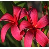 Tropical Hawaiian Plumeria Tree Plant Red Cutting Unrooted T7 Discount