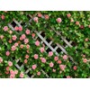 AIIKES 10x8FT Flowers Backdrop for Photography Spring Floral Photo Backdrop
