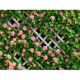 AIIKES 10x8FT Flowers Backdrop for Photography Spring Floral Photo Backdrop Green Leaf Fence Backdrops Wedding Bridal Backdrop Baby Shower Birthday Party Photo Booth Studio Props 11-453