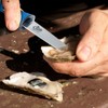 CUDA 3.5" Shucking Knife | Titanium Bonded Rust & Corrosion