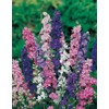Non GMO Bulk Rocket Larkspur 'Giant Imperial Mix' Consolida ambigua