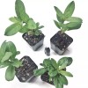 Roots Hall's Honeysuckle starter Live Plant - 1 Stem with