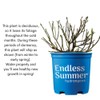 1 Gal. Endless Summer Pop Star Hydrangea Shrub