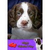 Springer Spaniel Dog Valentines Day Card