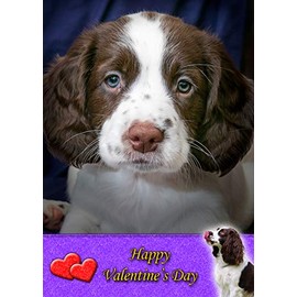 Springer Spaniel Dog Valentines Day Card