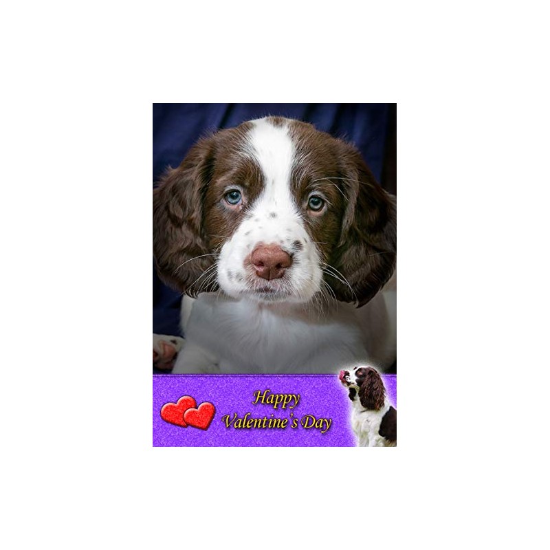 Springer Spaniel Dog Valentines Day Card