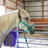 Majestic Ally Leather Halter with Matching Lead Rope for Horses