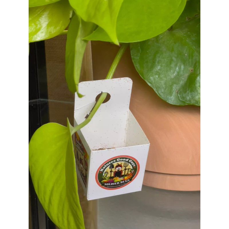 NaturesGoodGuys Special Blend Spider Mite Control Predatory Mites - 8,000