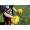 Huge Lemon Oxheart Tomato Seeds