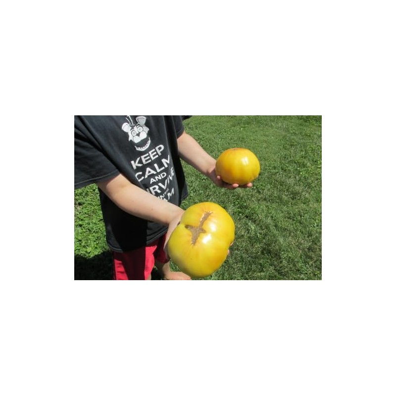 Huge Lemon Oxheart Tomato Seeds